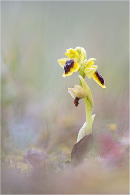 Ophrys lutea