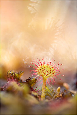 Rundblättriger Sonnentau (Drosera rotundifolia), Schweden, Bohuslän