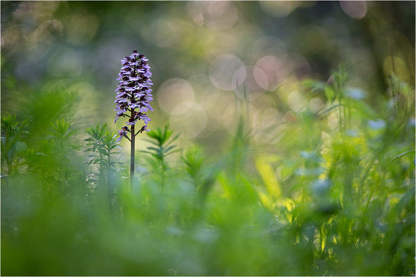 Purpur-Knabenkraut (Orchis purpurea), Deutschland, Baden-Württemberg