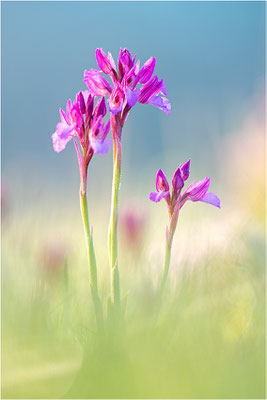 Großblütige Schmetterlings-Hundswurz (Anacamptis papilionacea expansa), Dep. Aveyron, Frankreich