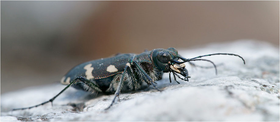 Dünen-Sandlaufkäfer (Cicindela transversalis transversalis), Schweiz, Kanton Bern