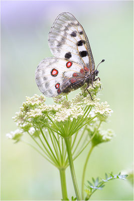 Roter Apollo (Parnassius apollo caloriferus), Schweiz, Kanton Wallis