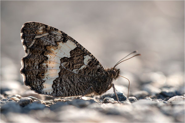 Weißer Waldportier (Brintesia circe), Frankreich, Ardèche