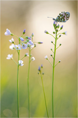 Aurorafalter (Anthocharis cardamines), Männchen, Deutschland, Baden-Württemberg