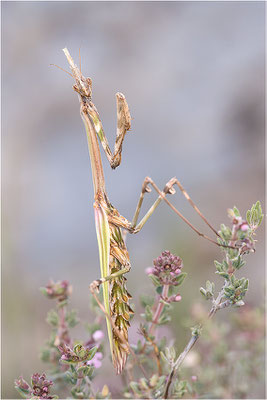 Hauben-Fangschrecke (Empusa pennata), Weibchen, Frankreich, Ardèche