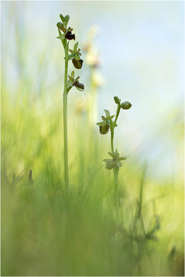 Spinnen-Ragwurz (Ophrys sphegodes), Südlicher Oberrhein, Baden-Württemberg