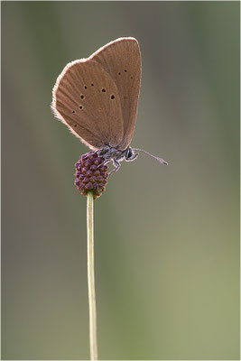 Dunkler Wiesenknopf-Ameisenbläuling (Phengaris nausithous), Deutschland, Baden-Württemberg