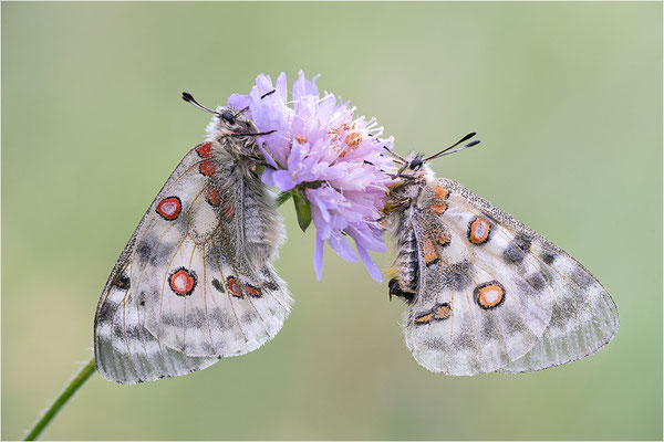 Roter Apollo (Parnassius apollo substitutus), Frankreich, Savoyen