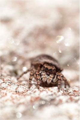 unbekannte Springspinne, Schweiz, Wallis