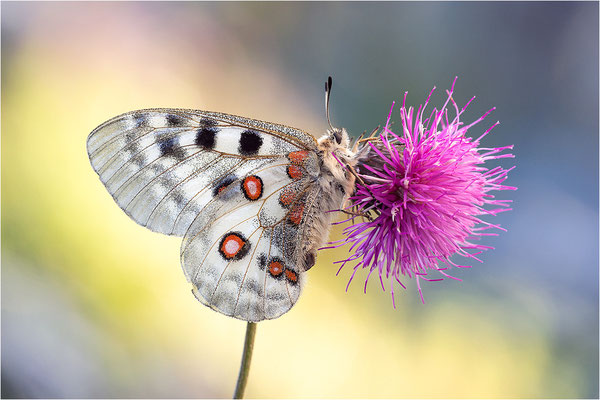 Roter Apollo (Parnassius apollo calmensis), Schweiz, Kanton Fribourg