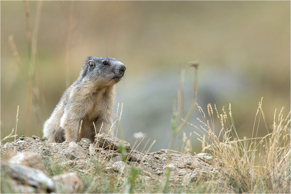 Alpenmurmeltier (Marmota marmota), Frankreich, Dep. Savoie