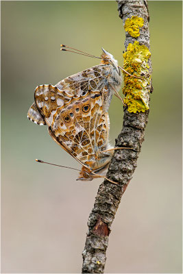 Distelfalter (Vanessa cardui), Italien, Sardinien