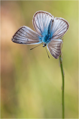 Polyommatus dolus vittatus, Männchen, Frankreich, Dep. Aveyron