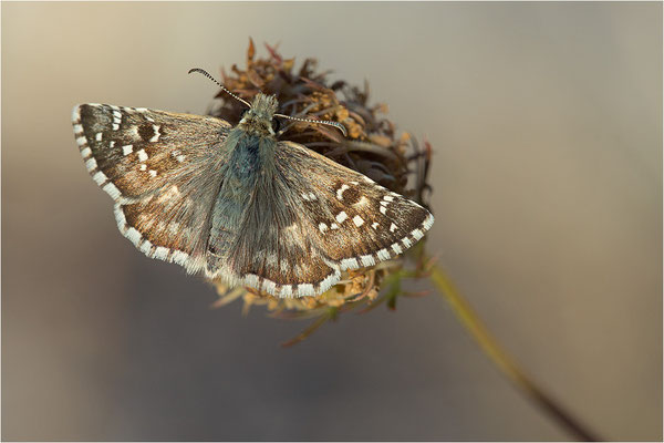 Ambossfleck-Würfeldickkopffalter (Pyrgus onopordi), Männchen, Frankreich, Drôme