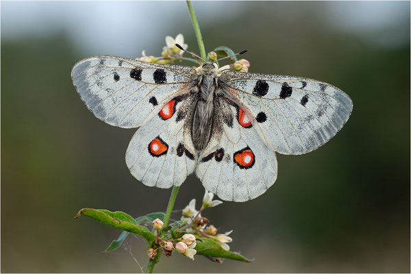 Roter Apollo (Parnassius apollo linnei f. wiskotti), Schweden, Gotland