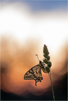 Schwalbenschwanz (Papilio machaon), Deutschland, Baden-Württemberg