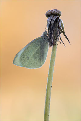 Kleiner Kohlweißling (Pieris rapae), Deutschland, Baden-Württemberg