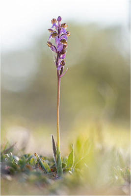 Spitzels Knabenkraut (Orchis spitzelii), Schweden, Gotland
