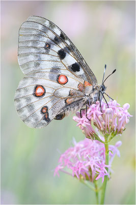 Roter Apollo (Parnassius apollo substitutus), Frankreich, Savoyen