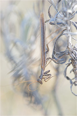 Graue Fangschrecke (Ameles decolor), Männchen, Frankreich, Drôme