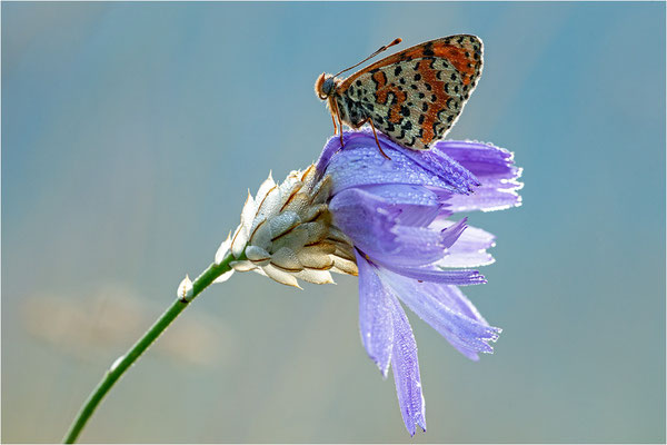 Roter Scheckenfalter (Melitaea didyma), Spanien, Prov. Lleida
