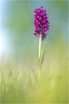 Dactylorhiza ×guillaumeae