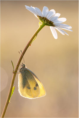 Kleiner Kohlweißling (Pieris rapae), Deutschland, Baden-Württemberg