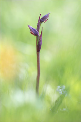 Kleinblütiger Zungenstendel (Serapias parviflora), Korsika
