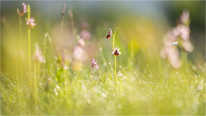 Ophrys aveyronensis