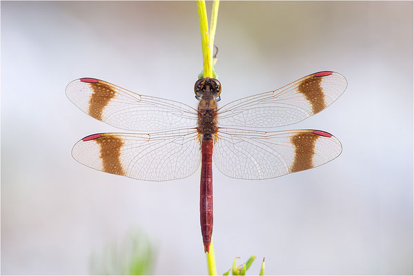 Gebänderte Heidelibelle (Sympetrum pedemontanum), Frankreich, Drôme