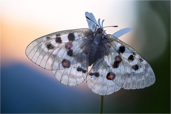 Roter Apollo (Parnassius apollo geminus), Schweiz, Kanton Bern