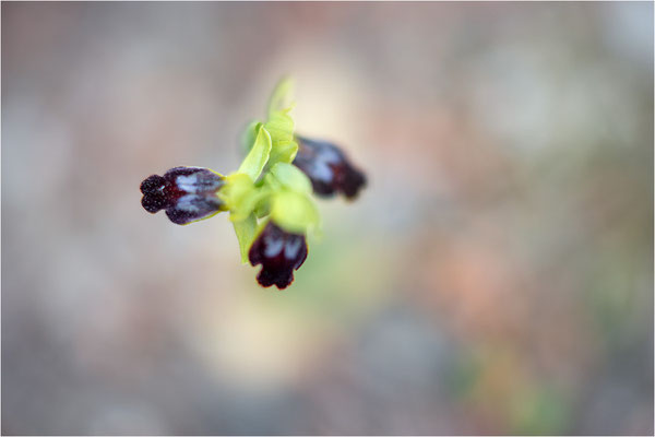 Ophrys bilunulata