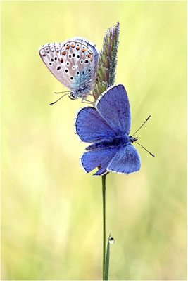 Himmelblauer Bläuling (Polyommatus bellargus), Männchen, Frankreich, Ardèche