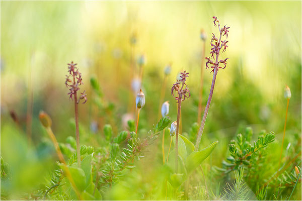 Kleines Zweiblatt (Listera cordata), Norrbotten, Schweden