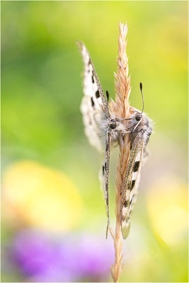 Roter Apollo (Parnassius apollo rhaeticus), Schweiz, Kanton Engadin