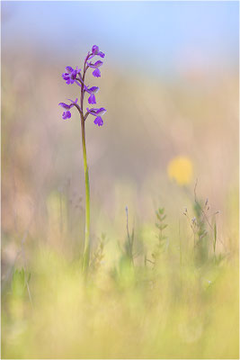 Kleine Hundswurz (Anacamptis morio picta), Dep. Var, Frankreich