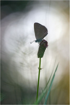 Dunkler Wiesenknopf-Ameisenbläuling (Phengaris nausithous), Deutschland, Baden-Württemberg