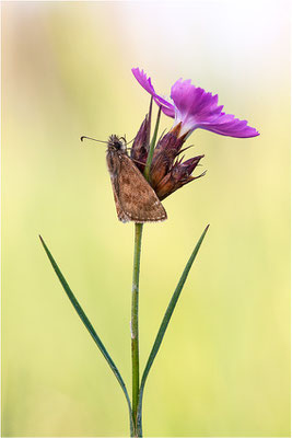Dunkler Dickopffalter (Erynnis tages), Deutschland, Baden-Württemberg