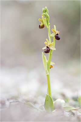 Ophrys passionis, Bouches-du-Rhône