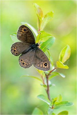 Braunscheckauge (Lasiommata petropolitana), Schweden, Jämtlands län