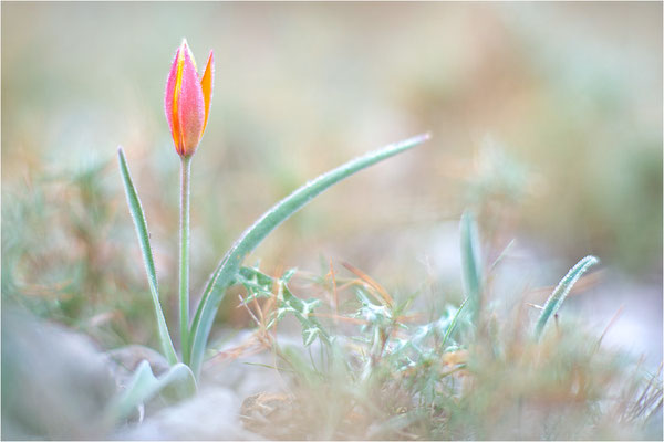 Südalpen-Tulpe (Tulipa sylvestris australis), Aude, Frankreich