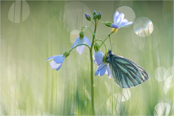 Grünader-Weißling (Pieris napi), Deutschland, Baden-Württemberg