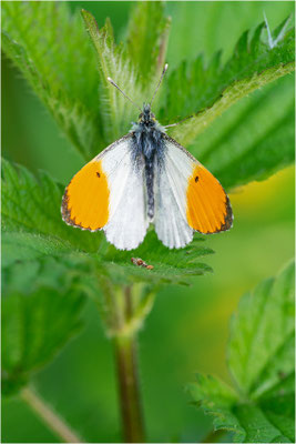 Aurorafalter (Anthocharis cardamines), Männchen, Deutschland, Baden-Württemberg
