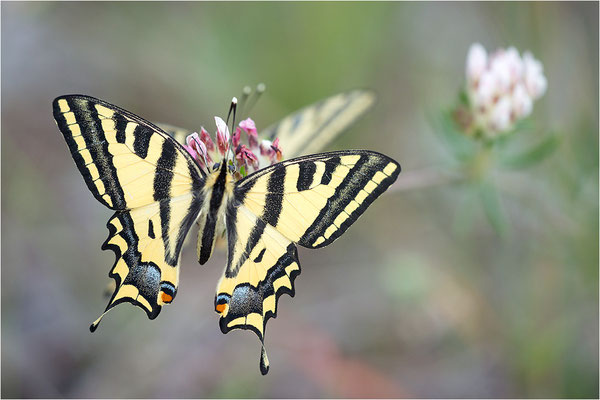 Südlicher Schwalbenschwanz (Papilio alexanor destelensis), Männchen, Frankreich, Var