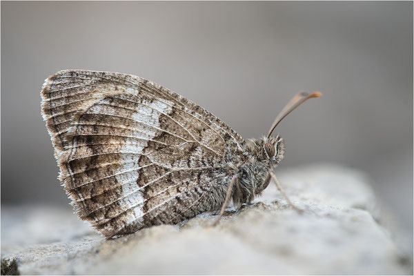 Rotbindiger Samtfalter (Arethusana arethusa), Frankreich, Drôme
