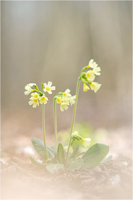 Hohe Schlüsselblume (Primula elatior), Deutschland, Baden-Württemberg