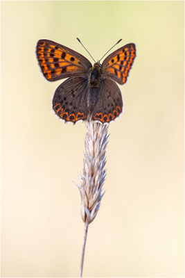 Brauner Feuerfalter (Lycaena tityrus), Weibchen, Frankreich, Ardèche