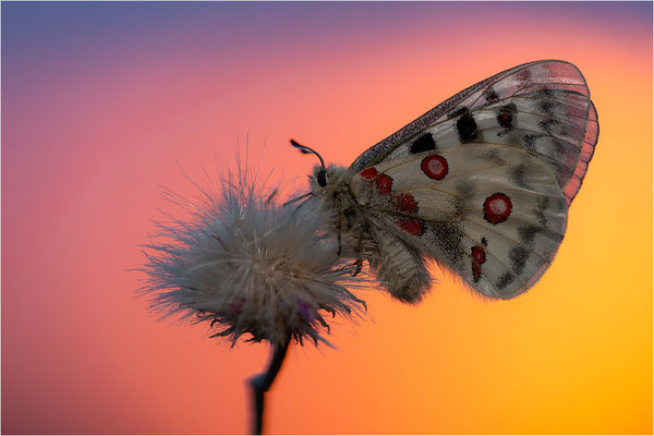 Roter Apollo (Parnassius apollo nivatus), Frankreich, Dep. Jura