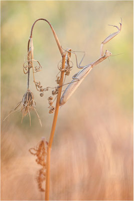 Europäische Gottesanbeterin (Mantis religiosa), Weibchen, Deutschland, Baden-Württemberg