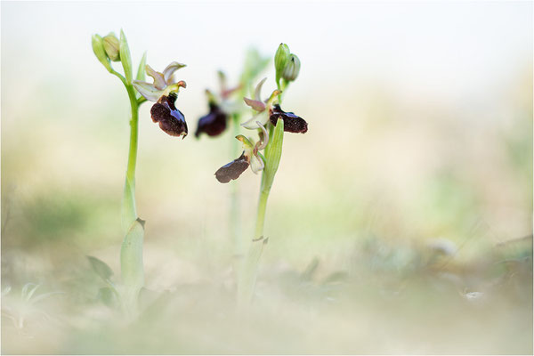 Ophrys aurelia × passionis
